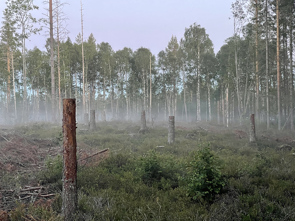 High stumps in a foggy landscape