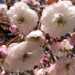 Cherryblossom