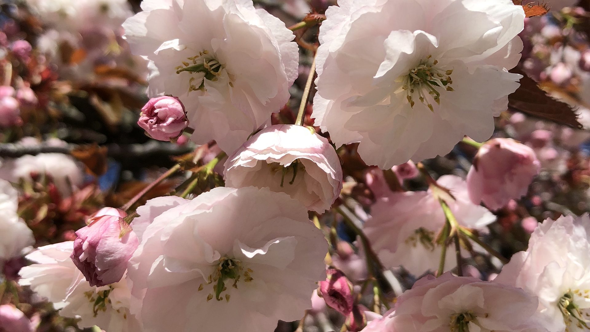 Cherryblossom